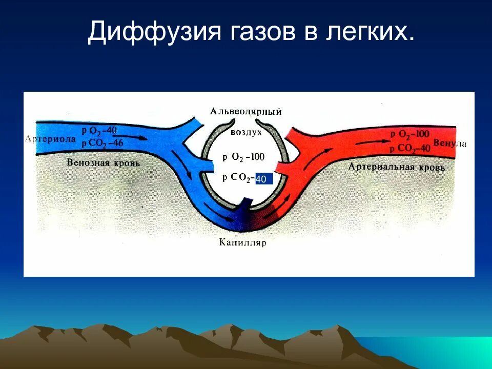 Захват кислорода. Диффузия газов в легких. Диффузия в дыхании. Механизм диффузии газов в легких. Диффузия газов в легких осуществляется.