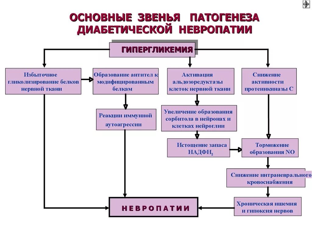 Диабет невропатия. Механизм развития диабетической нефропатии. Диабетическая нейропатия патогенез. Диабетическая нефропатия патогенез схема. Диабетическая полинейропатия патогенез.