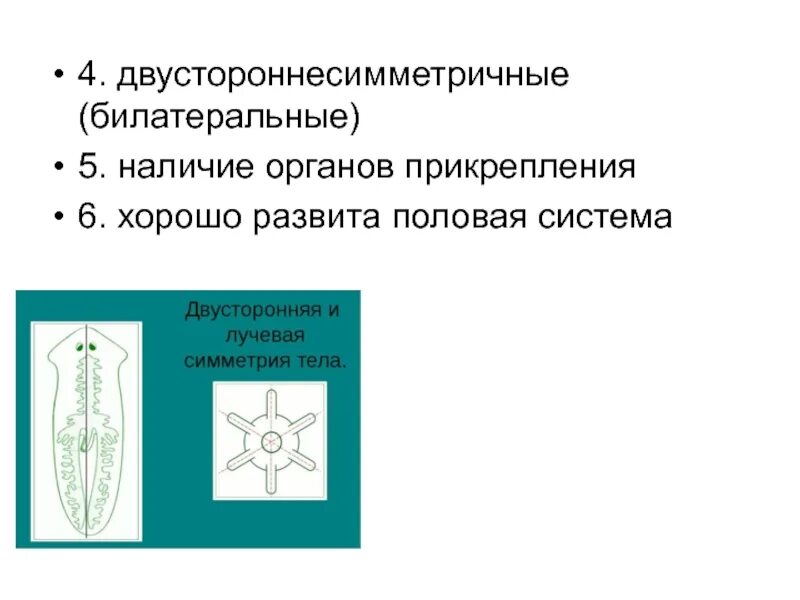 Лучевая симметрия червя. Лучевая и двусторонняя симметрия. Лучевая и билатеральная симметрия. Билатеральная симметрия цветка. Билатеральная и радиальная симметрия.