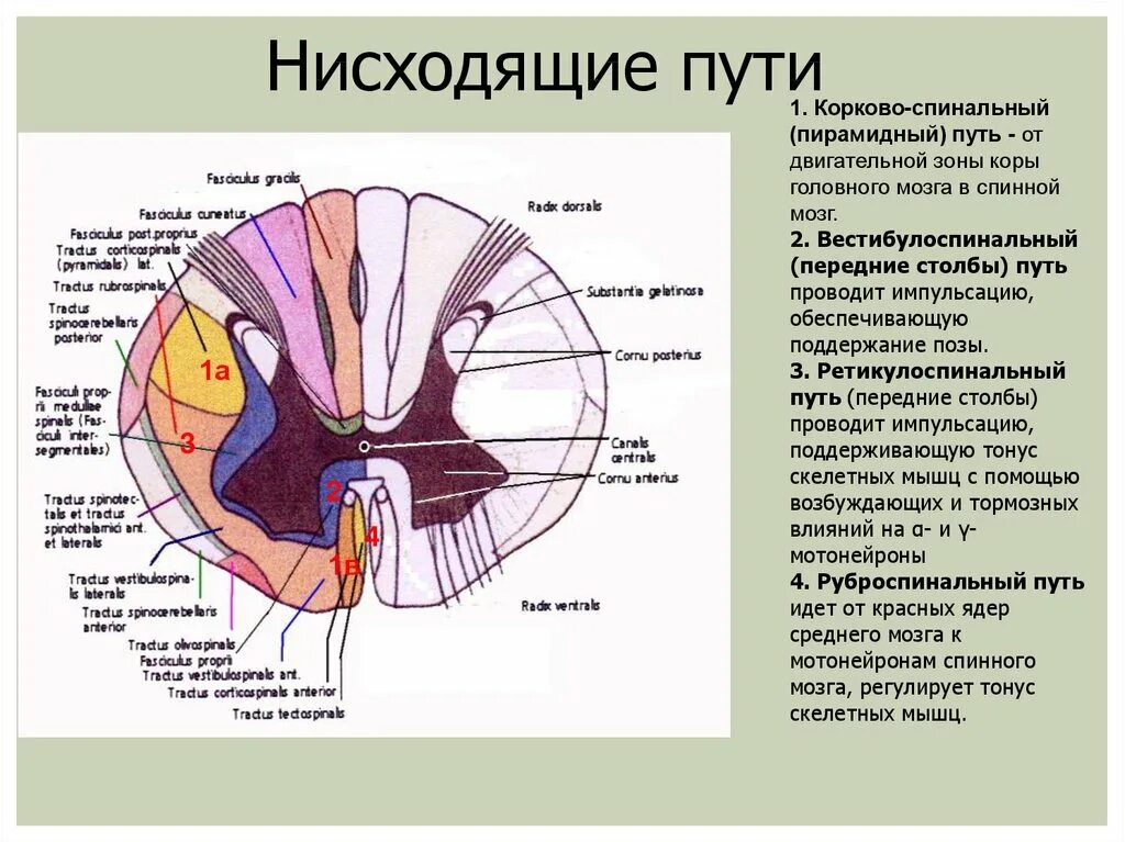 Нисходящие пути спинного. Схема восходящих путей спинного мозга. Схема нисходящих путей спинного мозга.. Классификация нисходящих путей спинного мозга. Клиновидный пучок спинного мозга функции.