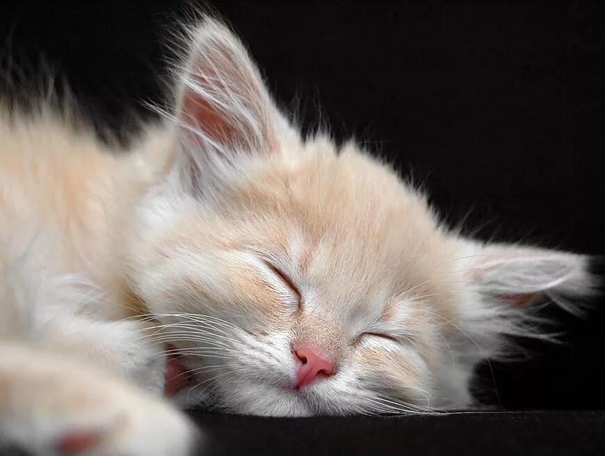Сладкий слаще. Сладких снов киса. Сладких снов котик. Спокойной ночи сладких снов. Спокойной ночи котики.