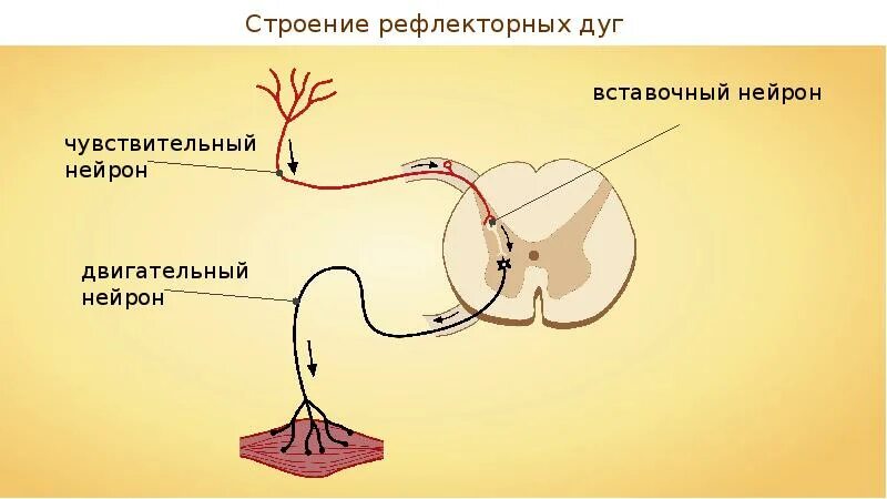 Двигательный вегетативный нейрон. Нервная дуга соматического рефлекса. Парасимпатическая рефлекторная дуга гистология. Рефлекторная дуга соматического рефлекса и вегетативного рефлексов. Вегетативная рефлекторная дуга анатомия.