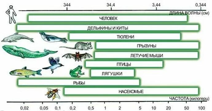 То что слышит человек физика. Частота звука который слышит человек. Диапазон слышимости звука человеком. Диапазон слышимых человеком звуков. Слышимый частотный диапазон звука для человека.