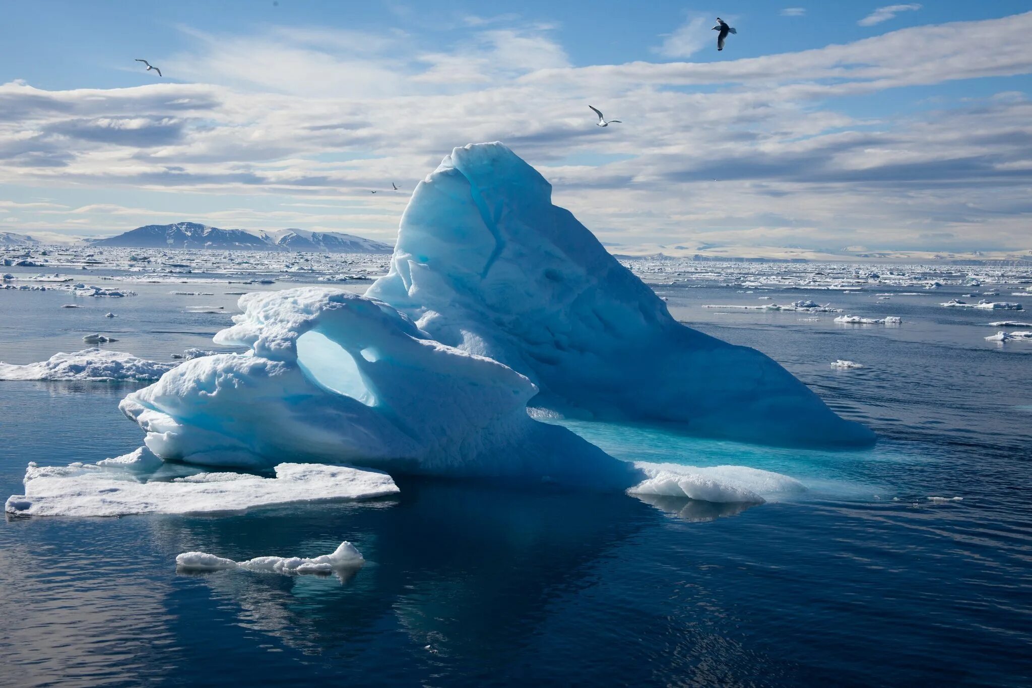 Арктика Северный Ледовитый океан. Северный Ледовитый океан белый медведь. Северный Ледовитый океан Россия.