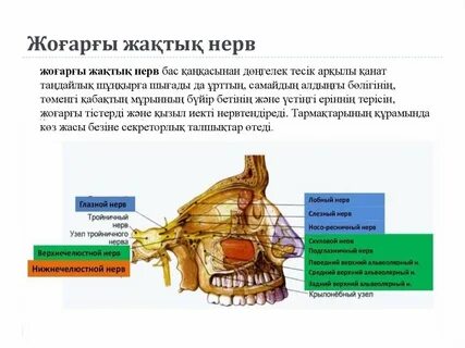 Верхний нервный узел
