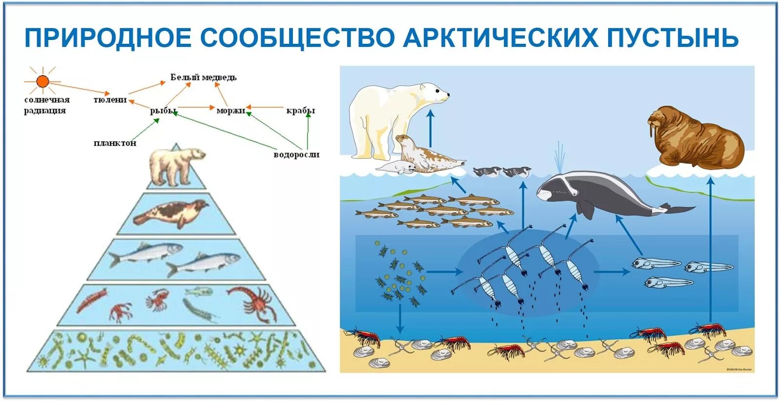 Составить схему природного сообщества. Схема цепи питания характерной для арктических пустынь. Цепь питания арктической пустыни 4 класс. Цепь питания арктических пустынь 4 класс схема. Цепь питания в Арктике.