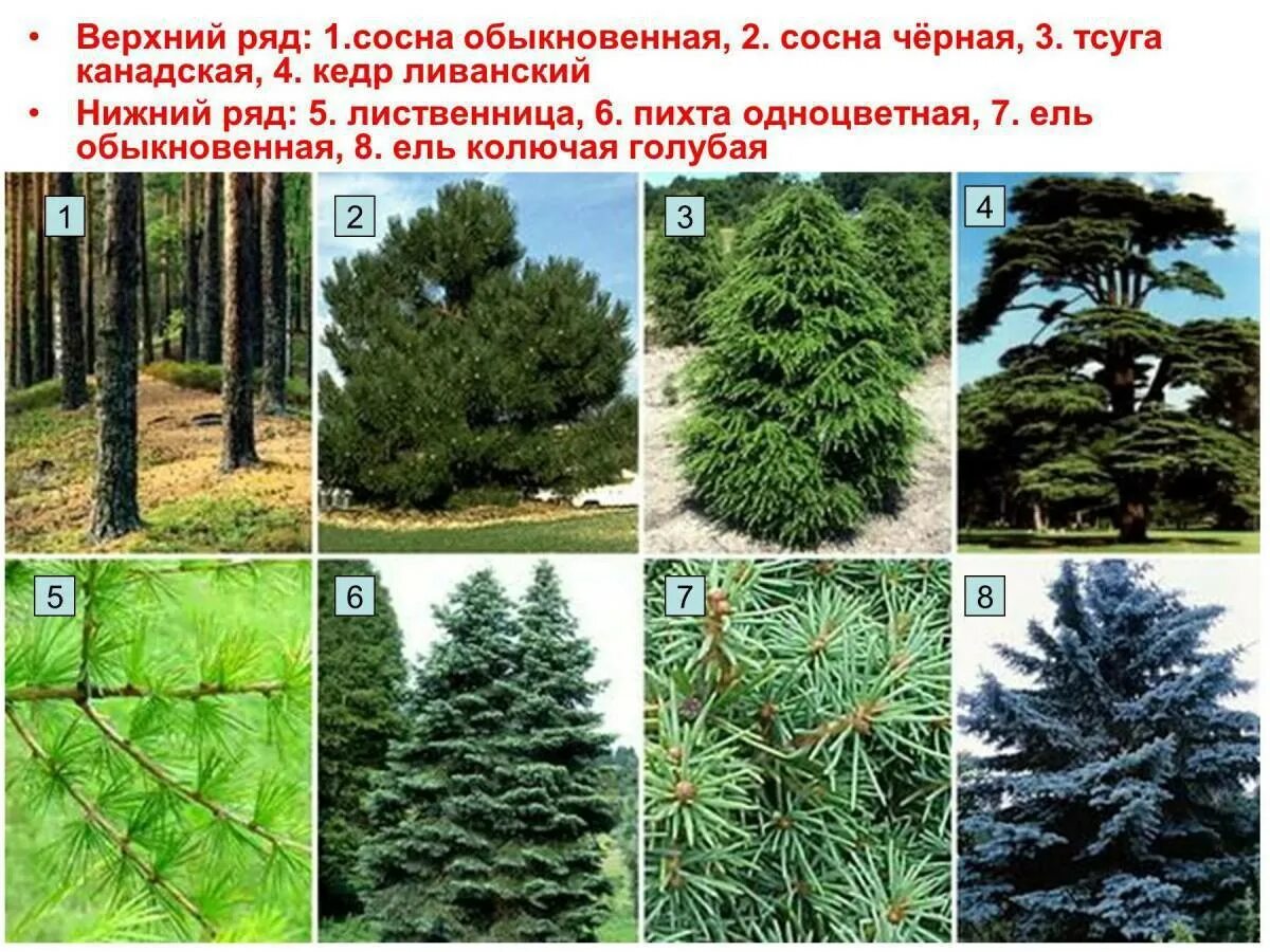 Деревья представители
