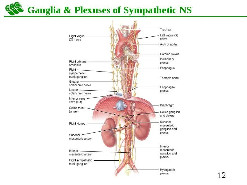 Ganglion на латинском. Cardiaca латынь. Ganglion ударение латынь. Ganglion posterius латынь. Нервная система латынь