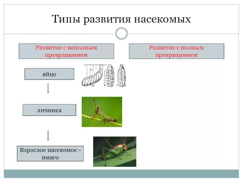Полное превращение элементов. Тип развития с неполным превращением. типы личинок насекомых с неполным превращением. развитие насекомых с полным и неполным превращением. типы развития насекомых с неполным превращением.