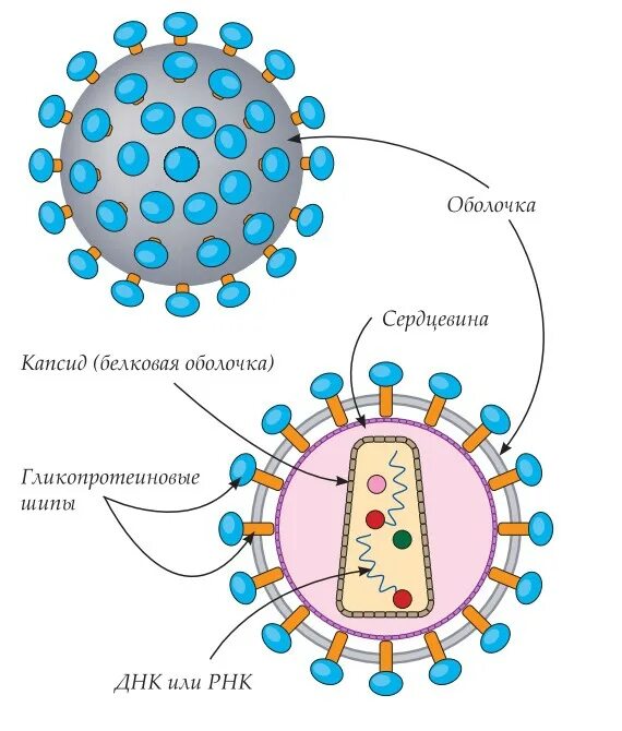 Белковый капсид. Вирус кори строение вируса. Вирус кори схема. Вирус Сендай схема строения. Белковая оболочка вируса.