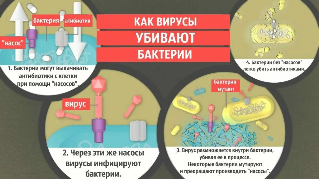 Антибиотики убивают вирусы или бактерии. Антибиотики от вирусов или бактерий. Вирус или бактерия. Бактерии и вирусы антибиотики. Есть ли вирусы в картинках