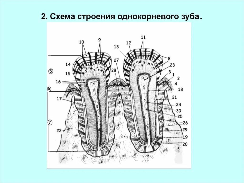 Схема строения однокорневого зуба гистология. Строение зуба гистология. 34. Строение корня зуба гистология. Схема шлиф зуба гистология.