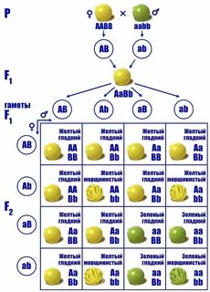 9 3 3 1 какое скрещивание