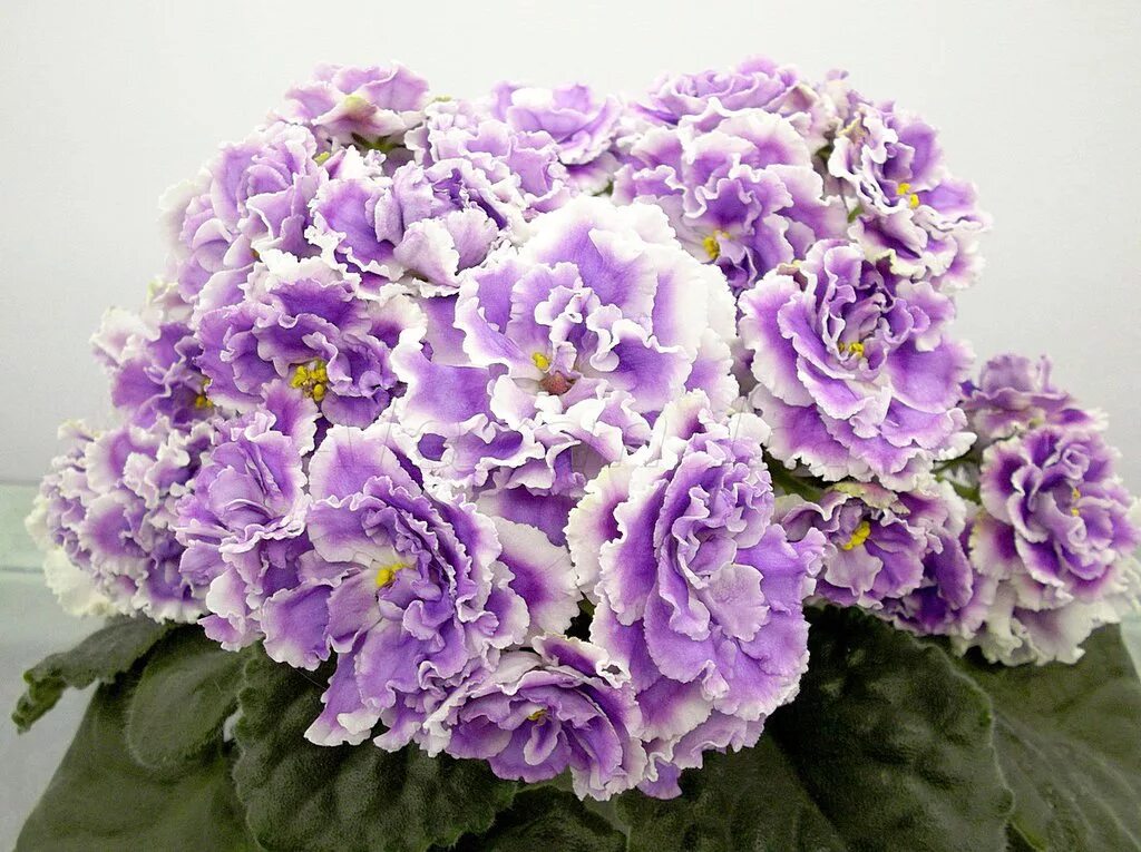 сенполия лягушонок. фиалка сеянец. фиалка кэти. фиалка ле гортензия. ав спанч боб фиалка.