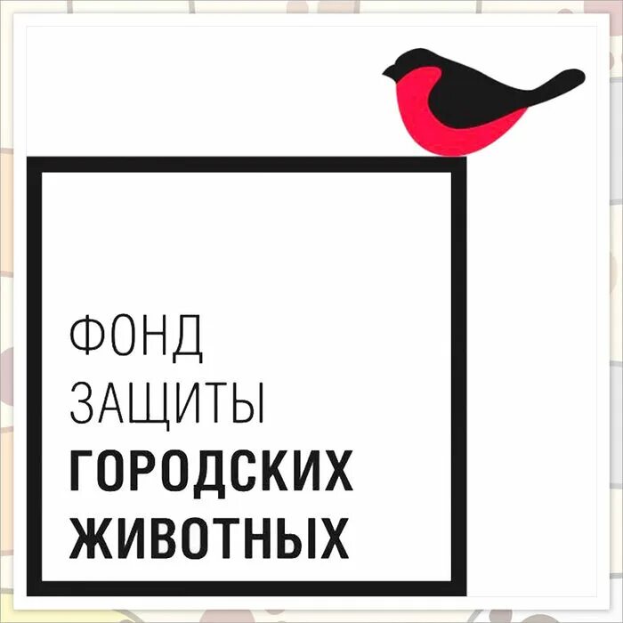 Защита городских животных. Фонд защита. Фонд бездомных животных. Фонд защиты городских животных мары. Акция подарок четвероногим.