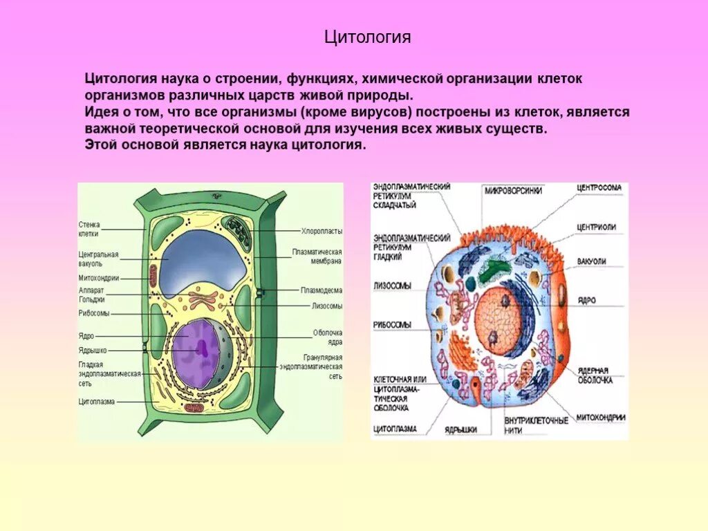 Изучение клетки цитология. Основы цитологии строение клетки. Цитология. Клеточная теория. Клеточное строение организмов. Учение о клетке клеточная теория.