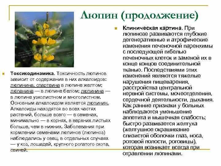 Алкалоидный Люпин. Люпин многолистный формула цветка. Алкалоиды в растениях.