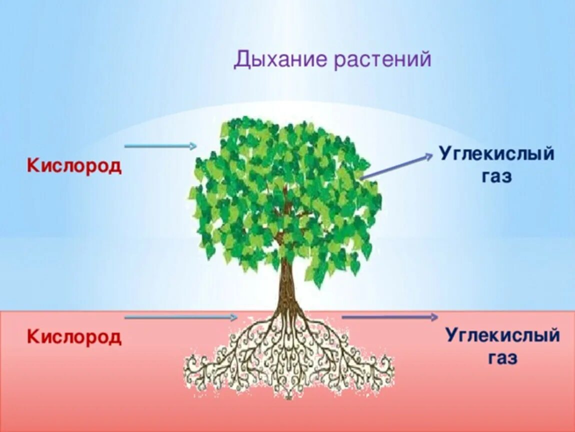 Дыхание растений. Процесс дыхания растений. Дыхание деревьев. Дерево дышит. Дышат ли растения углекислым газом