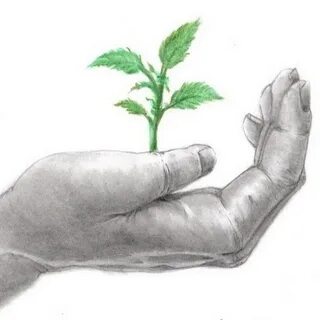 Re plant