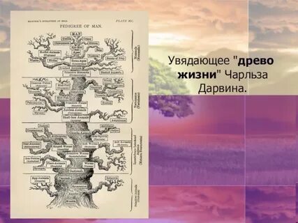Теория суха а древо жизни