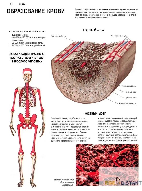 Кровь кости на русском языке. Схема расположения костного мозга. Кокостный мозг у человека. Костный мозгьчеловека. Костняй мозга у человека.
