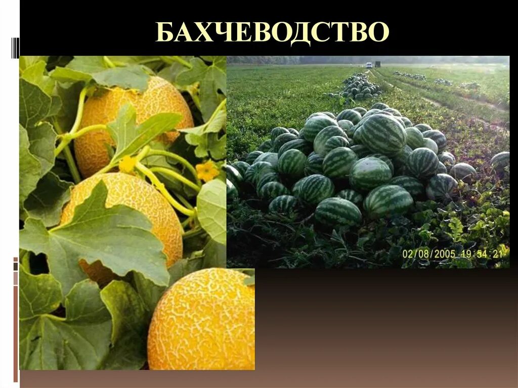 Бахчеводство отрасль земледелия широко распространенная. Овощеводство и бахчеводство. овощеводство и бахчеводство в россии культуры. растениеводство бахчеводство. бахчеводство это в сельском хозяйстве.