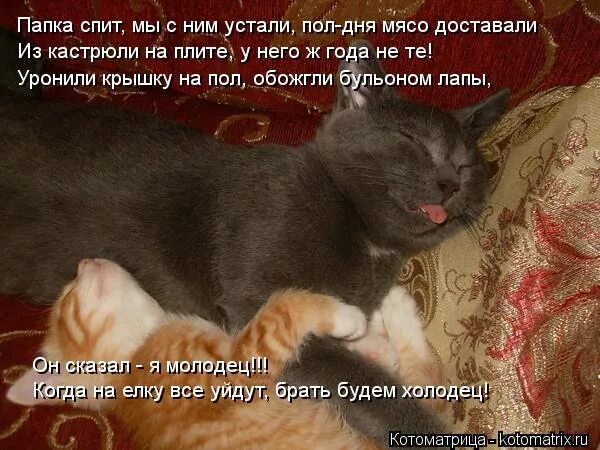 не приеду не ждите. ждать пол дня. когда наступил коту на хвост. коты и интернет. звук мяу.