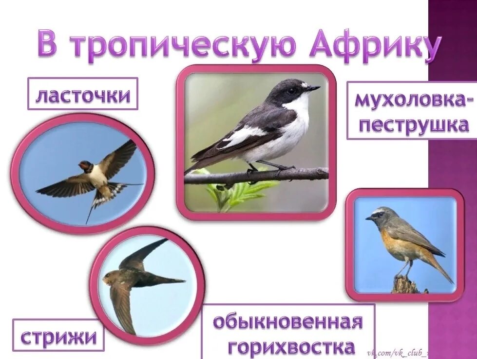 Места зимовок перелётных птиц. Какие птицы улетают в Африку. Где зимуют перелетные птицы. Куда улетают перелетные птицы. Окружающий мир птицы видеоурок