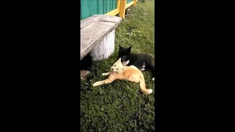 3 кота лайки