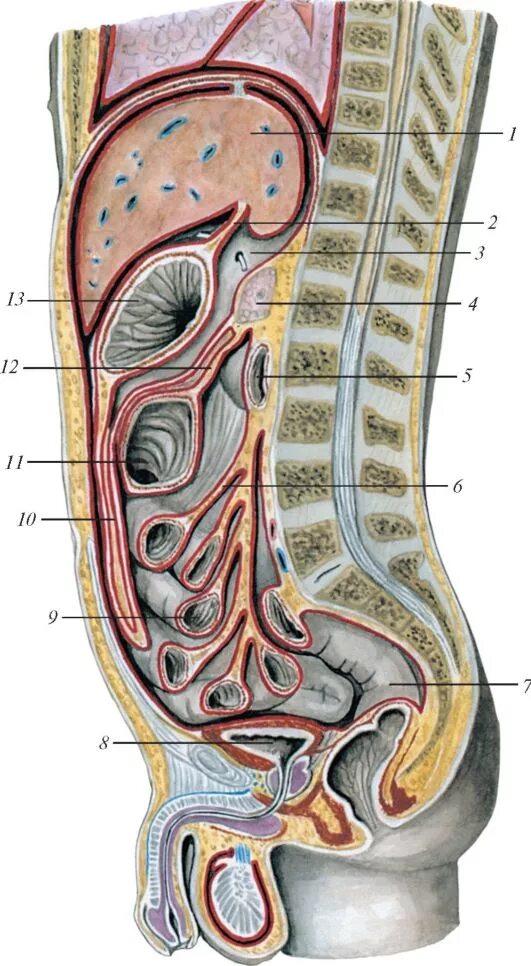 ход брюшины на сагиттальном разрезе. брюшина анатомия. этажи брюшины. брюшина продольный срез. брюшная полость париетальная брюшина.