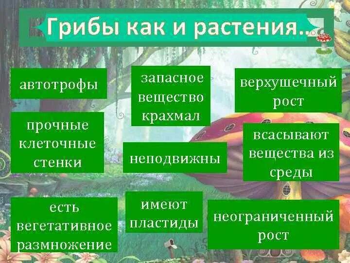 Автотрофное питание у грибов. Есть грибы автотрофы. Грибы имеют неограниченный рост. Автотрофы это грибы или растения. Характеристика грибов неограниченный рост активный образ жизни