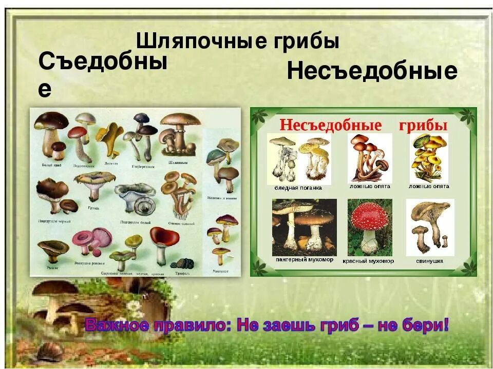 Съедобные и несъедобные грибы подготовительная группа. Несъедобные шляпочные грибы. съедобные грибы условно съедобные грибы и ядовитые грибы. съедобные и несъедобные грибы таблица. условно-съедобные грибы шляпочные.