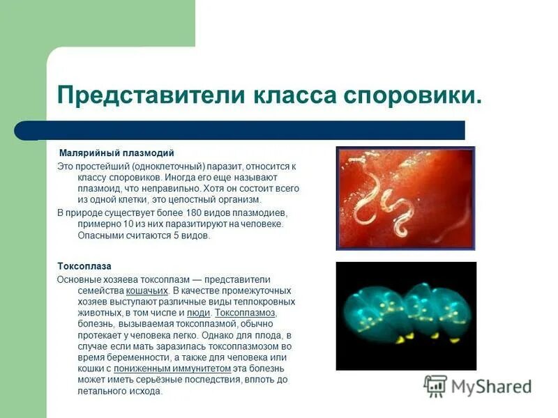 Простейшие одноклеточные животные. Представители класса простейших. Тип жгутиковые представители. Корненожки жгутиконосцы инфузории таблица. Тип простейшие класс саркодовые класс жгутиковые.