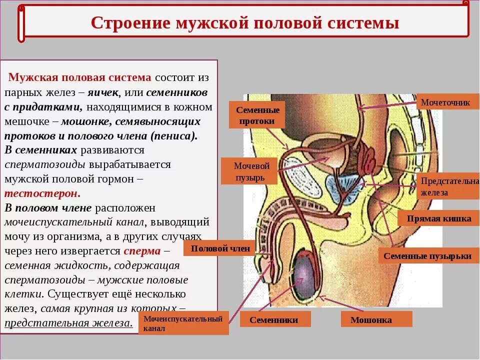 Найти мужской орган. Строение мужской репродуктивной системы анатомия. Мужская половая система структура и функции. Строение и функции мужских половых органов кратко. Мужская половая система кратко анатомия таблица.