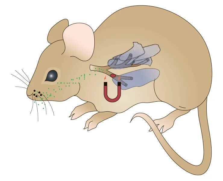 Гнойный мышка. Грызуны дыхательная система. Пищеварительная система крысы. Дыхательная система крысы.