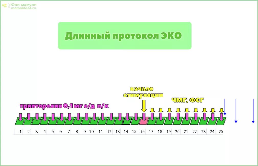 Протоколы эко схемы. Схема длинного протокола эко по дням. Короткий протокол эко и длинный протокол. Длинный протокол эко схема. Этапы эко по дням