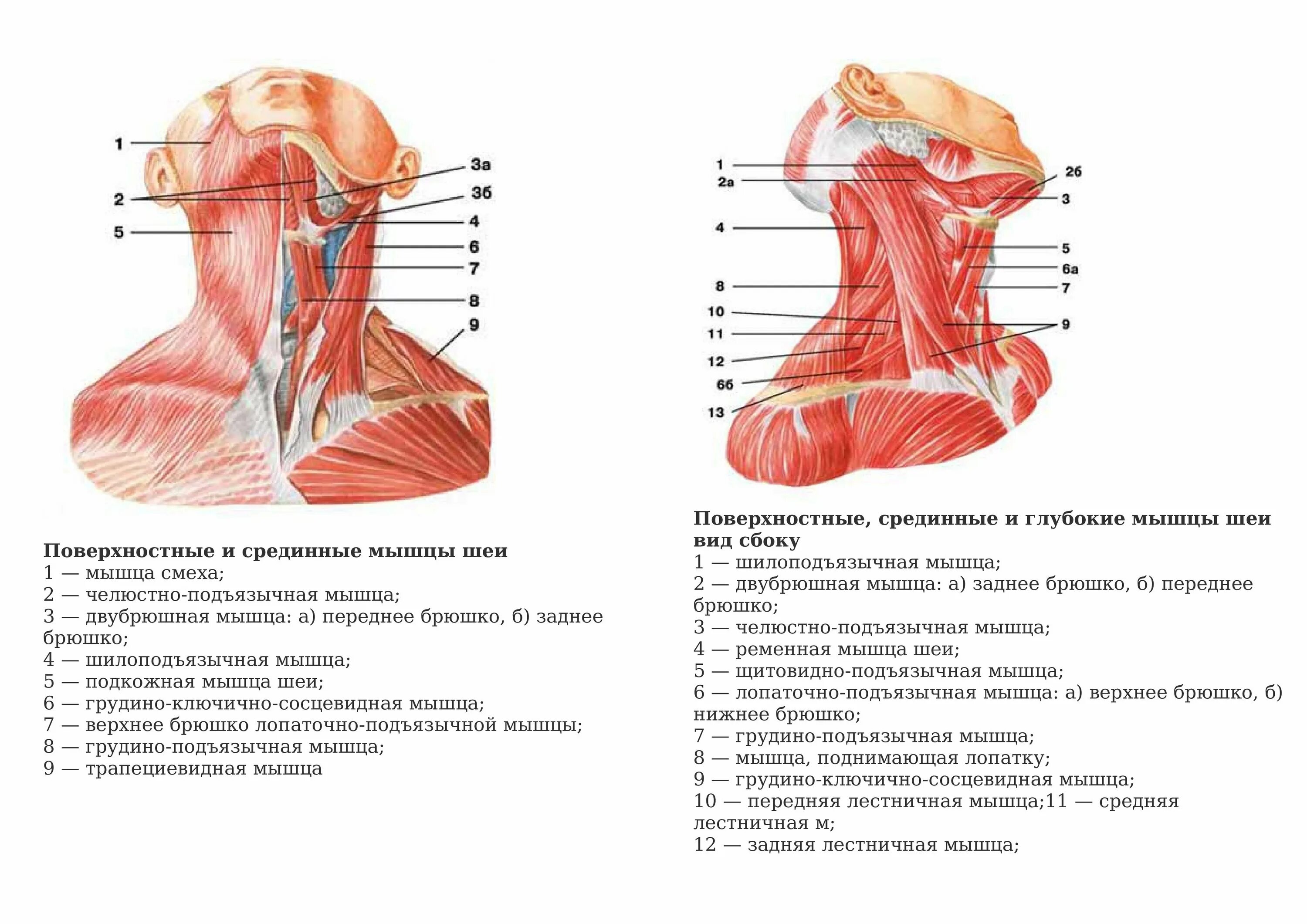 Часть шеи ниже затылка. Поверхностные срединные и глубокие мышцы шеи вид сбоку. Мышцы шеи спереди обозначения. Поверхностные мышцы шеи спереди.