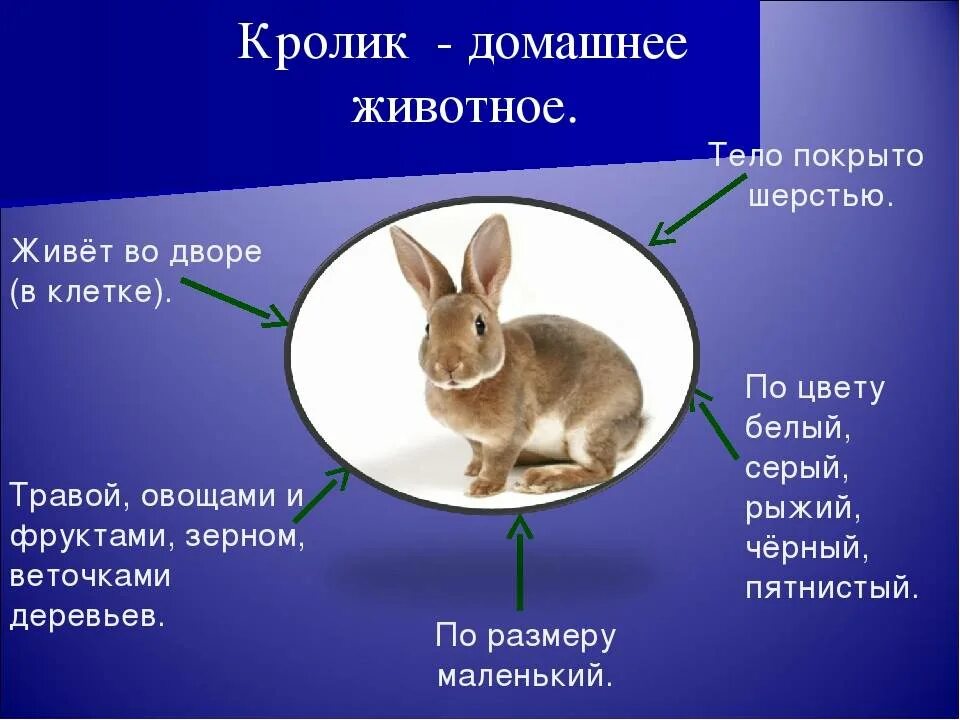 К какому отряду относится кролик. Кролик строение тела. Кролик для презентации. Строение декоративного кролика. Презентация на тему кролики.