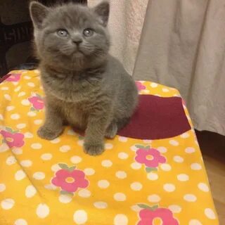Авито рязань котята в добрые