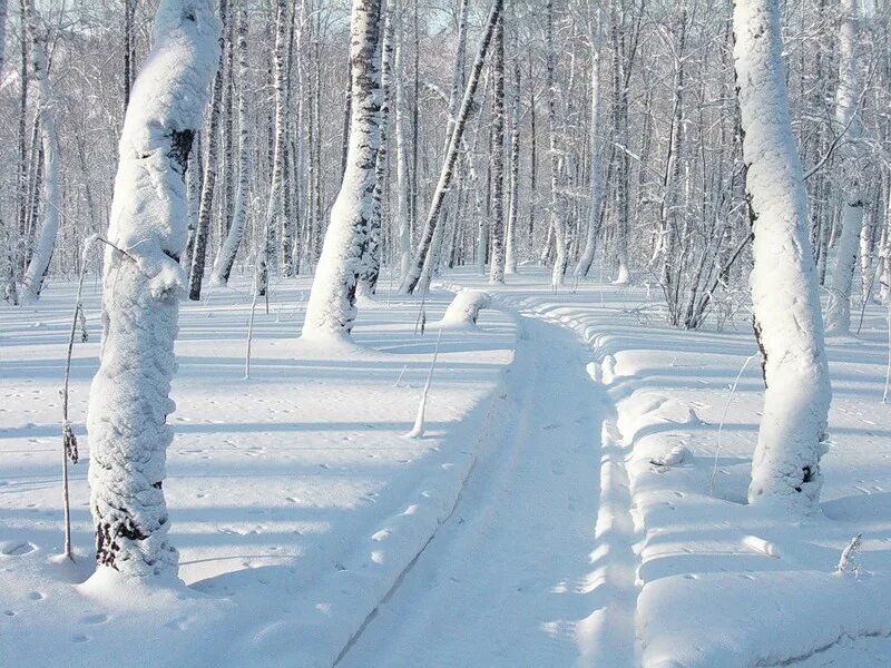 белыми снегами заметет леса. зимний лес. пушистый снег. зимнее поле. заснеженные кусты.