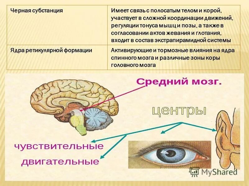 Строение среднего мозга спереди. Средний мозг центры регуляции. Строение и функции среднего мозга. Средний мозг центры регуляции. За что отвечает средний мозг.