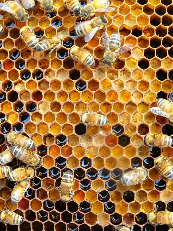 Как получить пчелиную соту