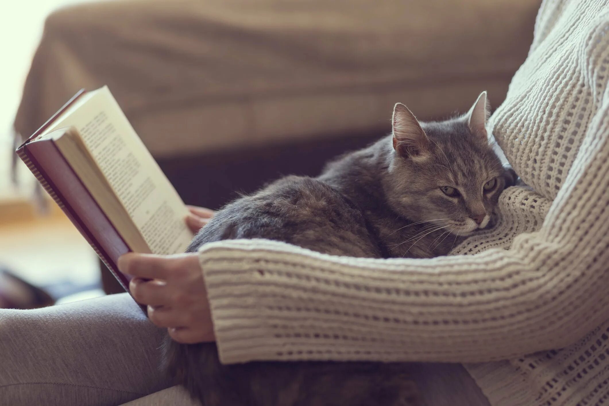 Человек кот книга. Книги про кошек. кот с книгой. уютные кошки. уютное чтение.