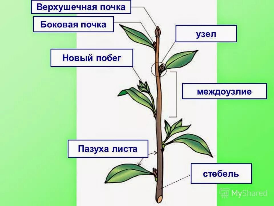 Лист верхушечная почка узел покажите стрелками