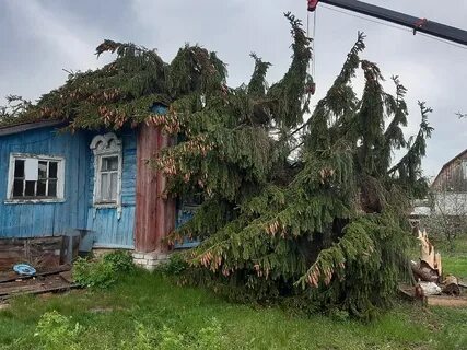 Упавшая ель