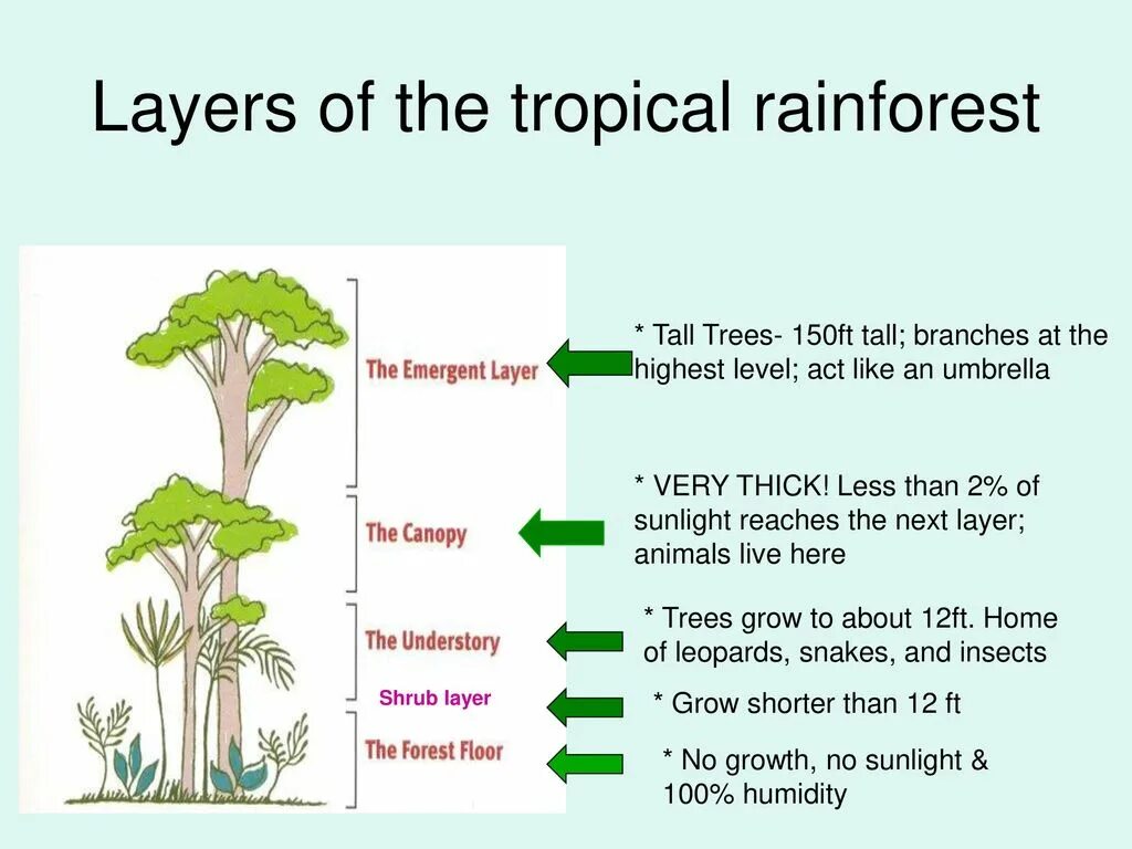 Тропикал Раинфорест. Tropical Rainforest кластер. Rainforest layers. Emergent layer Rainforest.