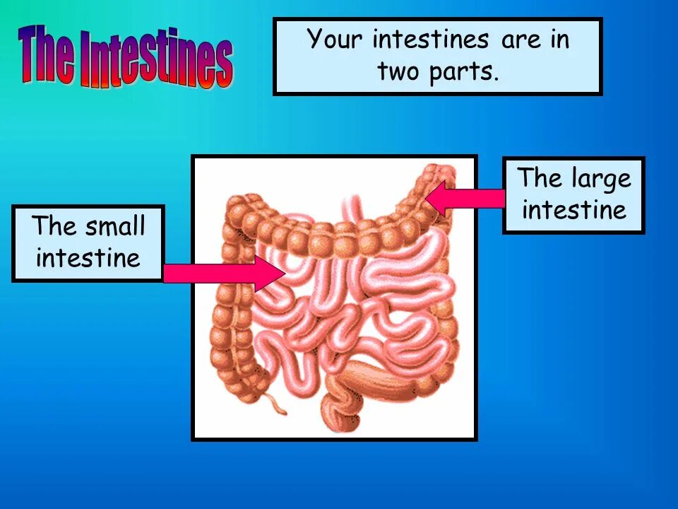 The small intestine. Size of small intestine and large intestine. large intestine картинки для презентации.