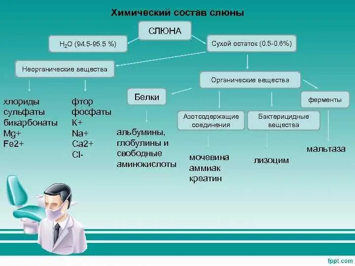 Органические и неорганические вещества слюны. Состав слюны. Химический состав слюны. Химический состав слюны человека.