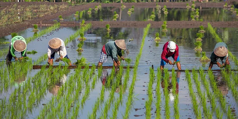 Сх китайски. Возделывание риса в Японии. Выращивание риса в Японии. Японцы выращивают рис. Сбор риса в Китае.