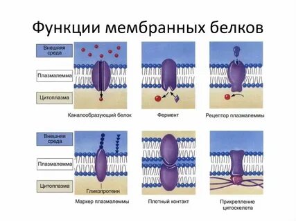 Какую функцию выполняют белки в мембране клетки